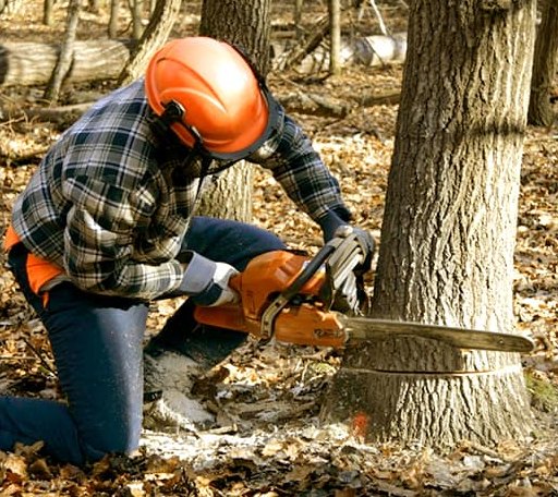Tree Removal in Kensett, AR